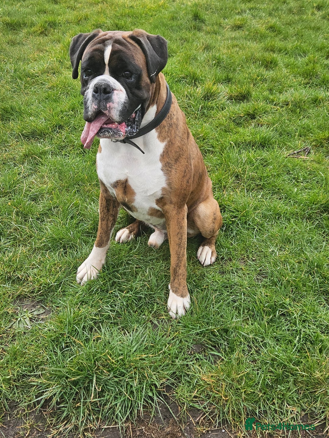 Boxer dogs for stud: KC REGISTERED BRINDLE & WHITE PROVEN STUD.   in Mexborough - Image 7