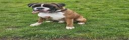 Boxer dogs for stud: KC REGISTERED BRINDLE & WHITE PROVEN STUD.   in Mexborough - Advert 7