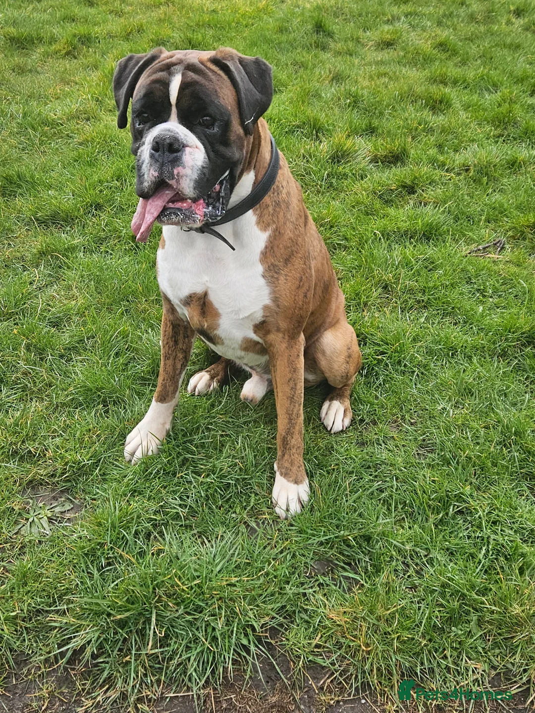 Boxer dogs for stud: KC REGISTERED BRINDLE & WHITE PROVEN STUD.   in Mexborough - Advert 7