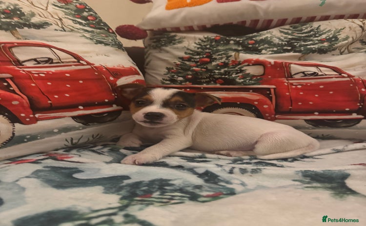 Parson Russell dogs Gorgeous Parson x Jack Russell’s  - Advert 8