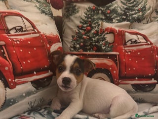 Parson Russell dogs Gorgeous Parson x Jack Russell’s - Advert 8
