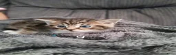 Maine Coon cats for sale: Beautiful cross kittens  - Advert 6