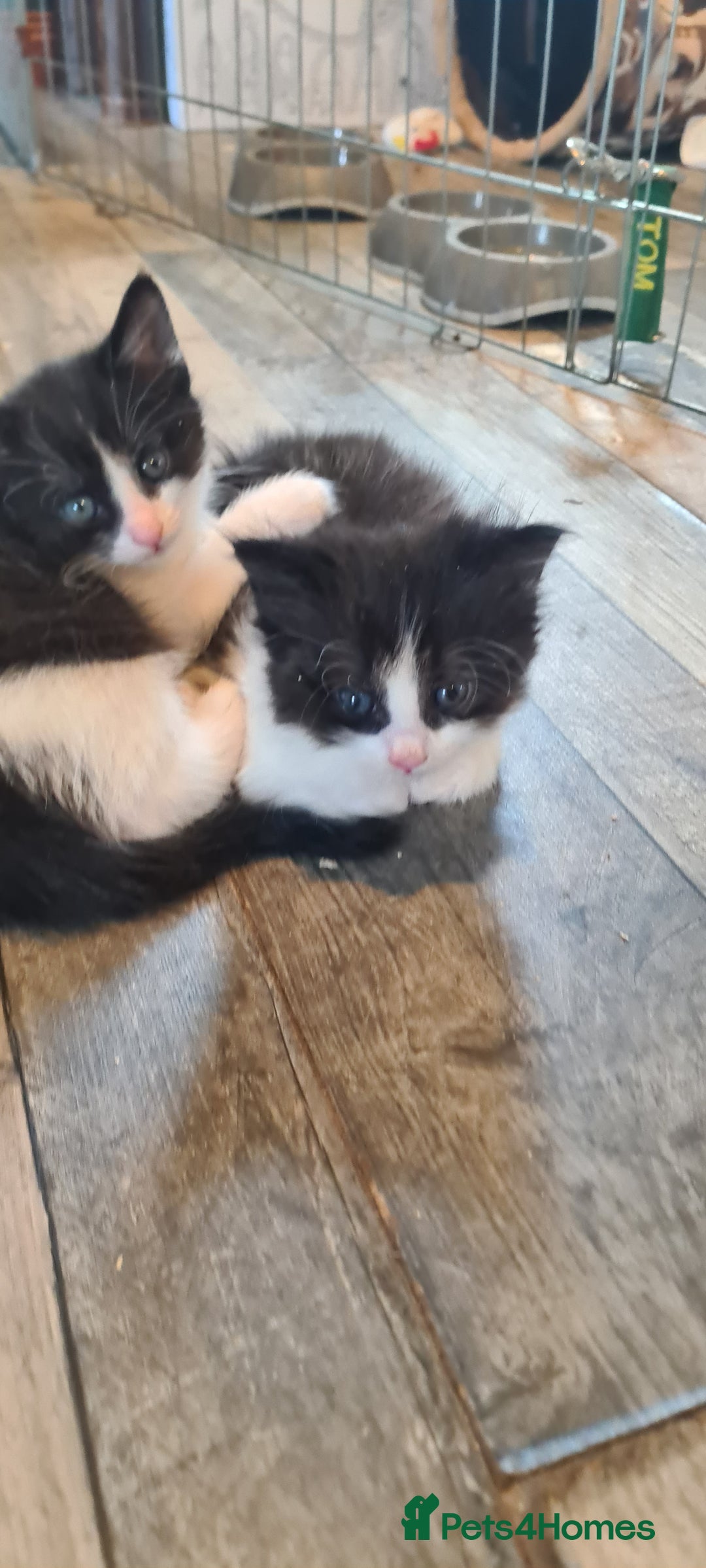 Maine Coon cats for sale: Beautiful Bonded Sisters - Image 25