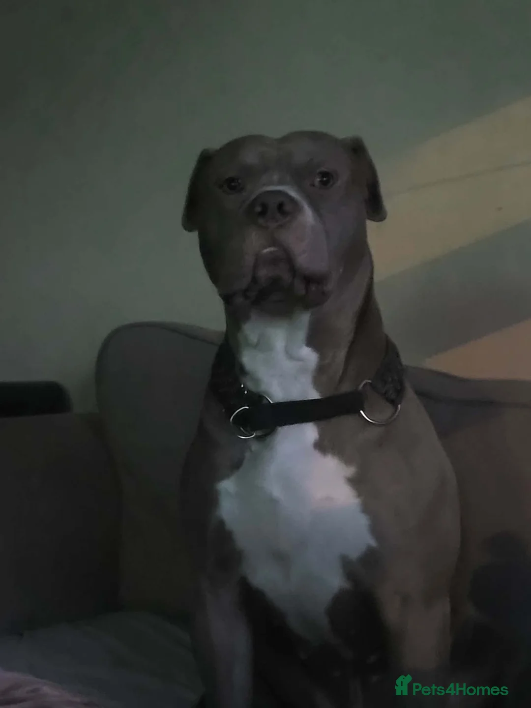 Mixed Breed dogs for sale: Jackie - Advert 5