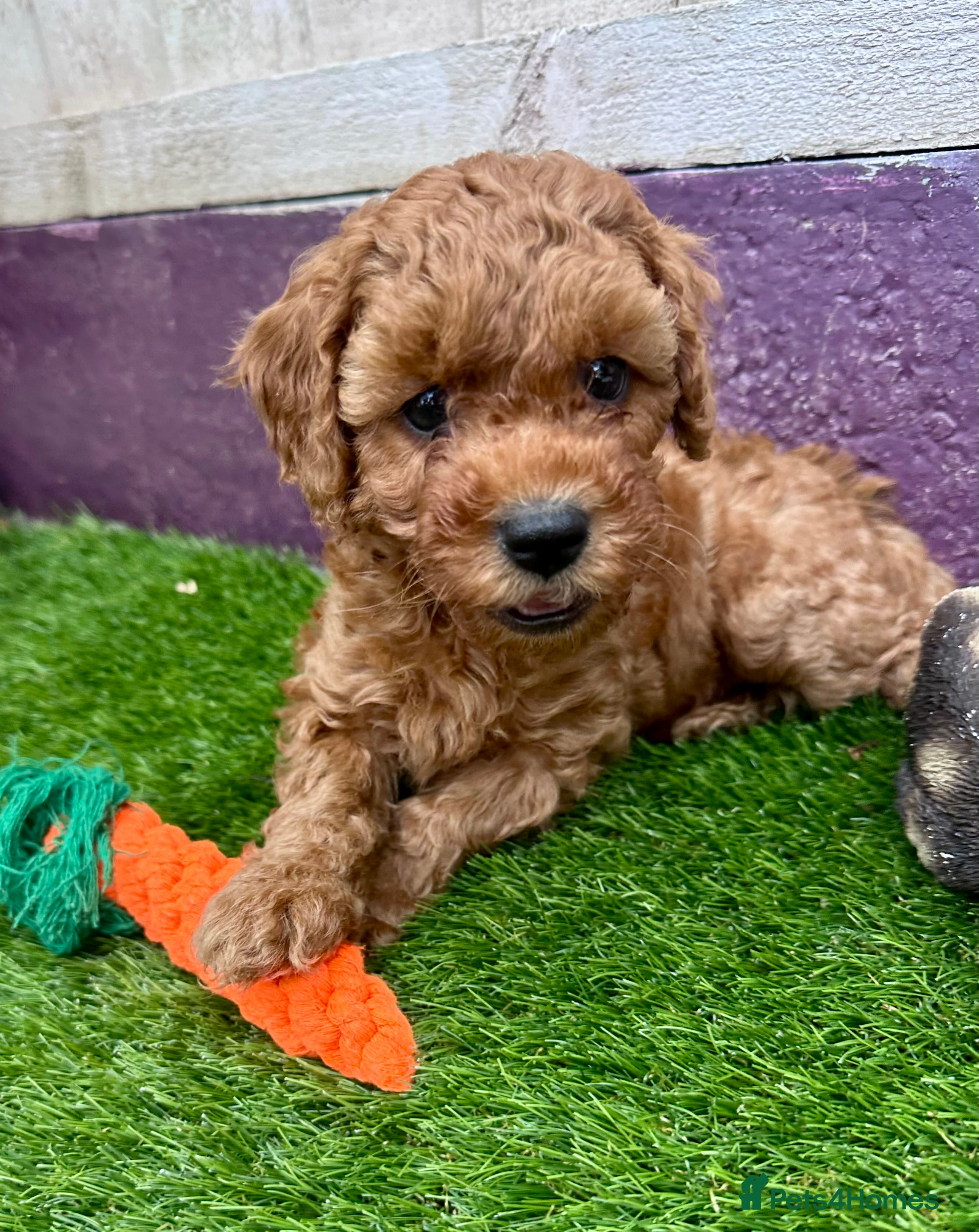 Cavapoo dogs F1B Cavapoo pups looking for their forever home - Advert 2