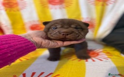 Shar Pei dogs for sale: Stunning Shar Pei Pups - Image 20