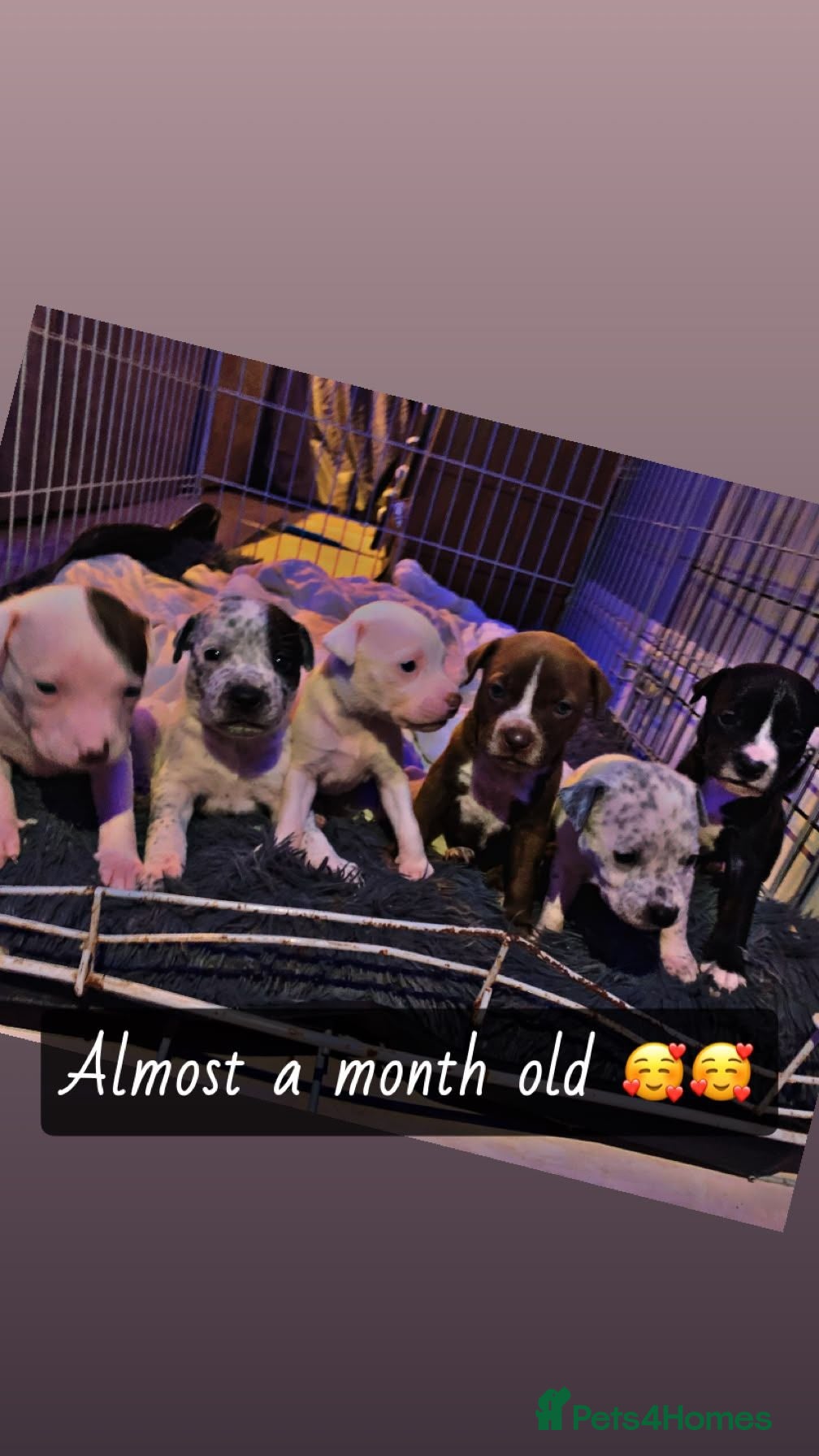 Mixed Breed dogs Beautiful staffy crosses - Advert 5