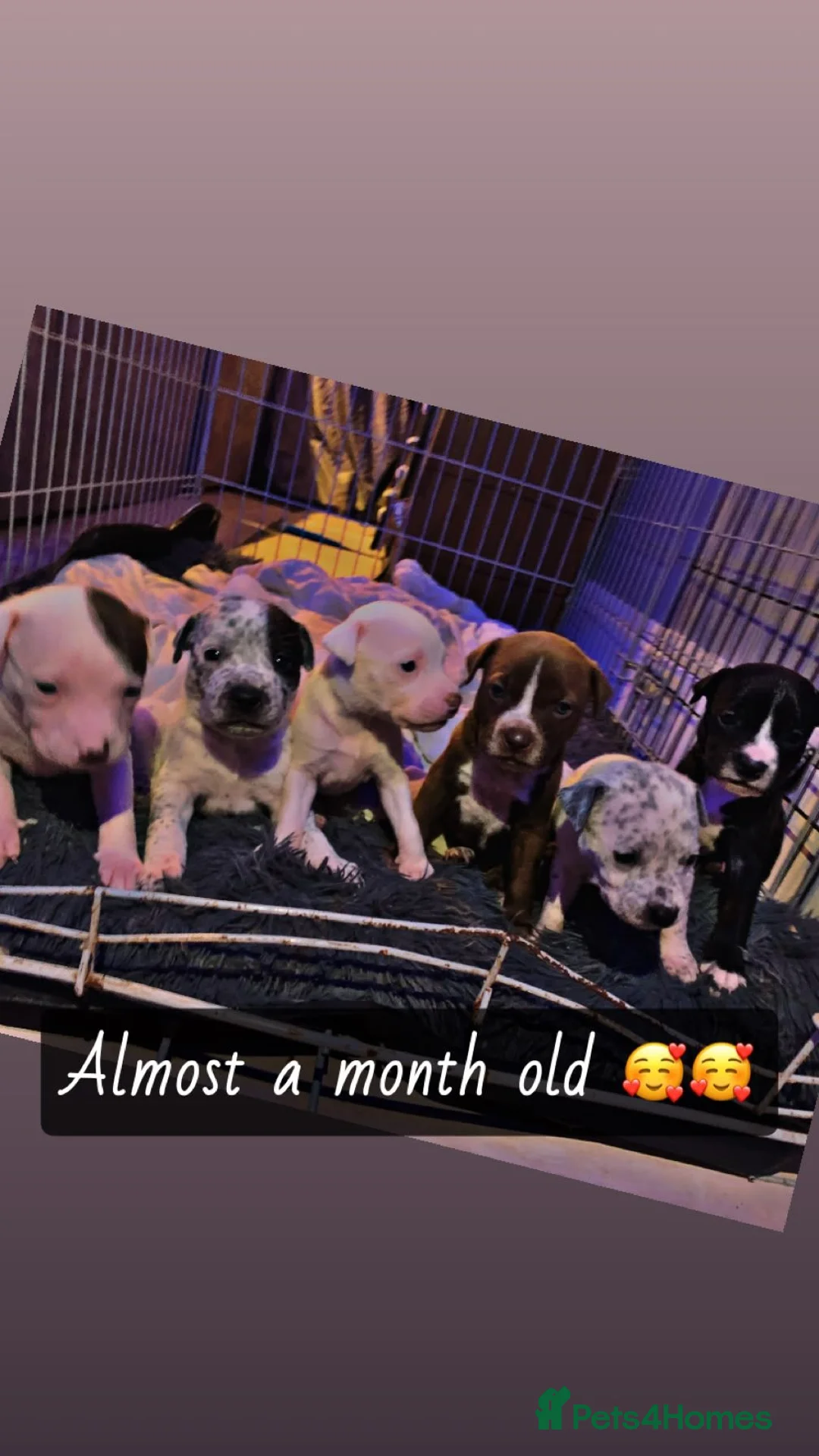 Mixed Breed dogs for sale: Beautiful staffy crosses in Birmingham - Advert 1