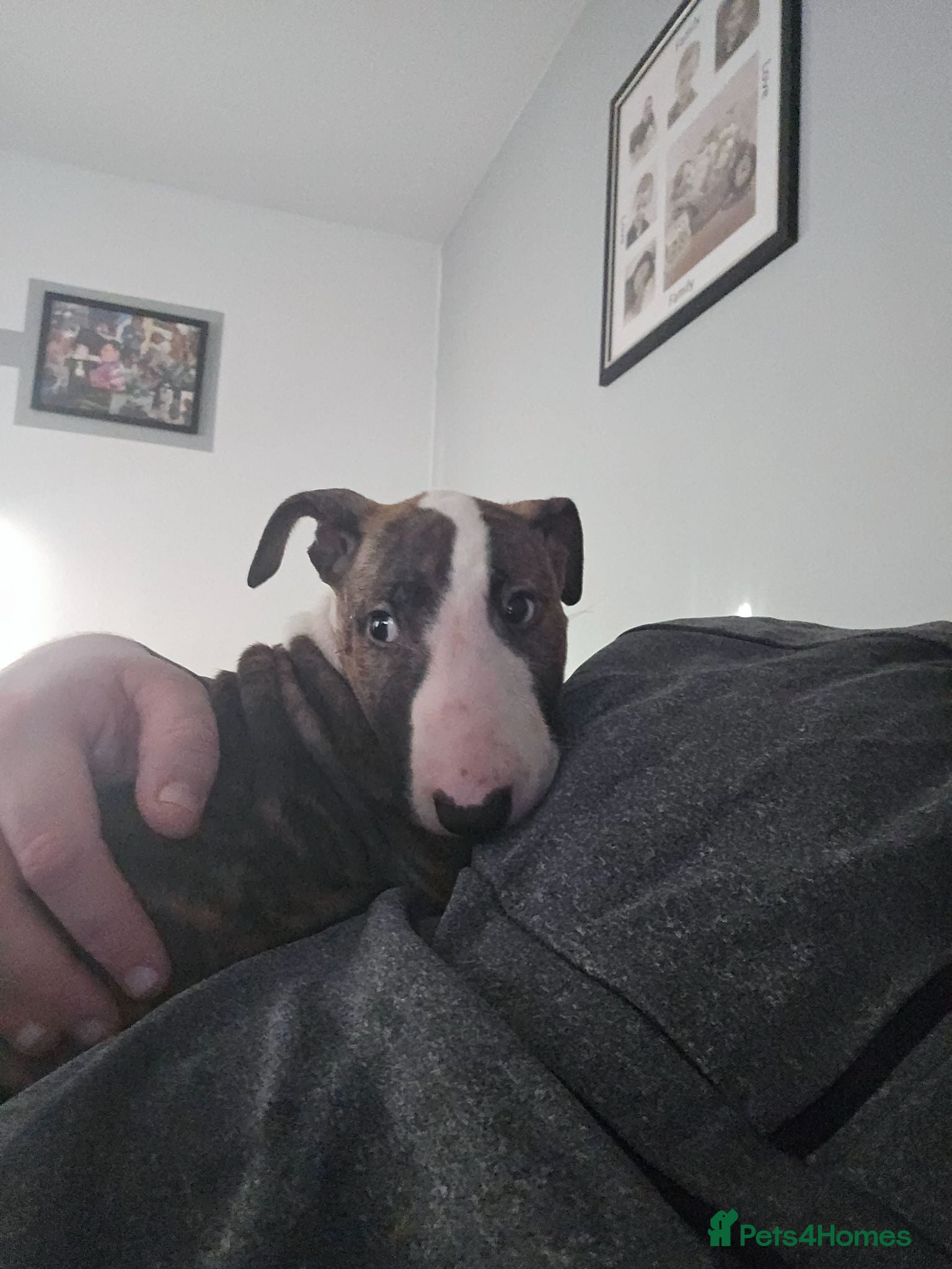 English Bull Terrier dogs Kc reg brindle white male English bull terrier - Advert 12