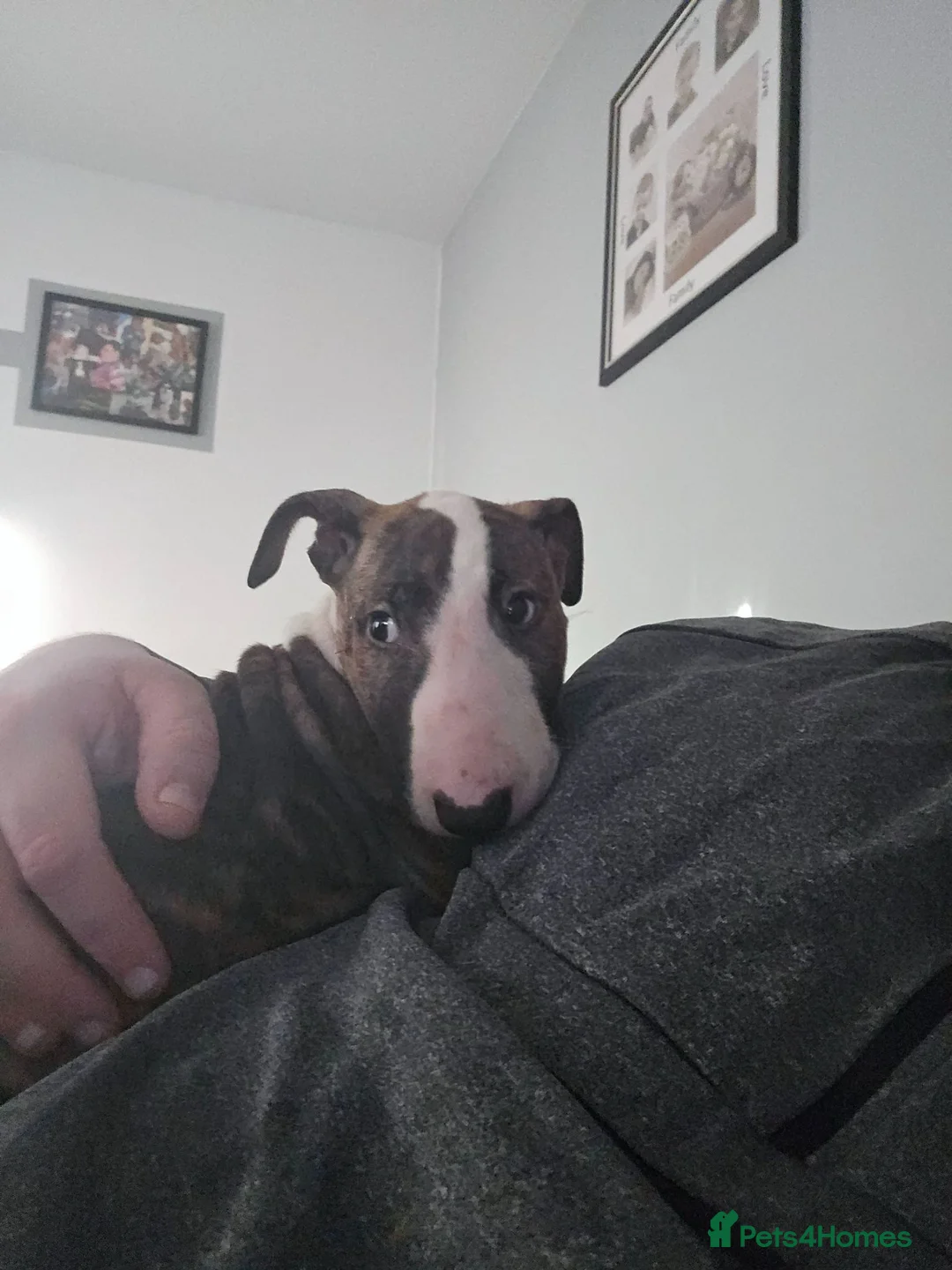 English Bull Terrier dogs for sale: Kc reg brindle white male English bull terrier - Advert 1