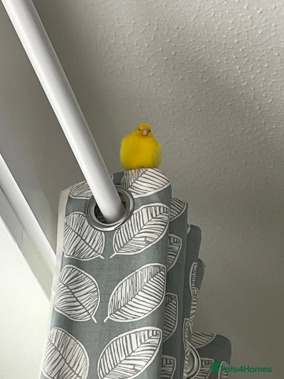 Canaries birds for sale: Canary male with geo cage  in Hereford - Advert 2