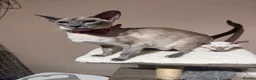 Siamese cats for sale: 2 cute Siamese girls available ready now  - Advert 10