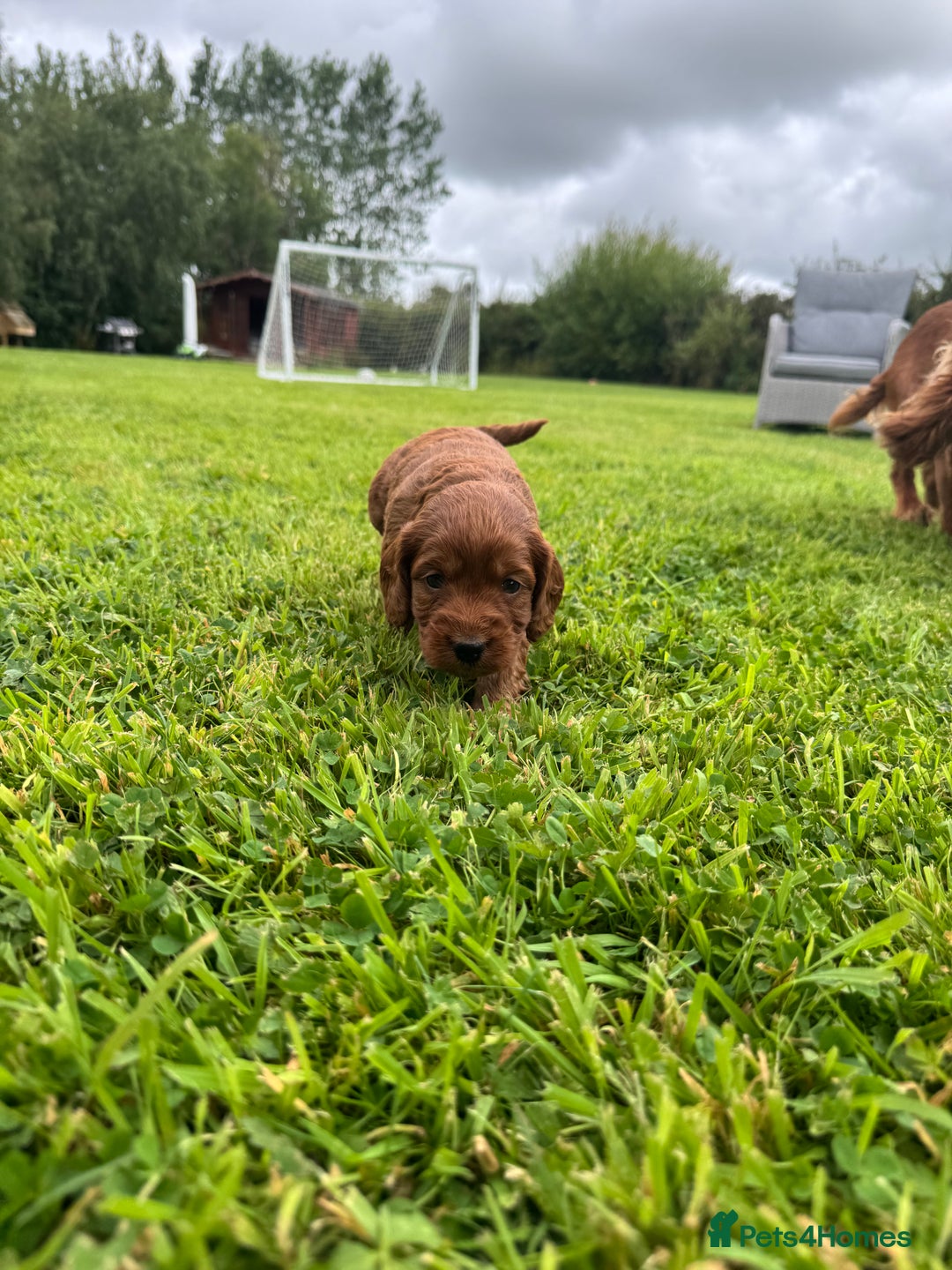 Cockapoo dogs for sale: Fox Red Super Quality Cockapoos - Image 13