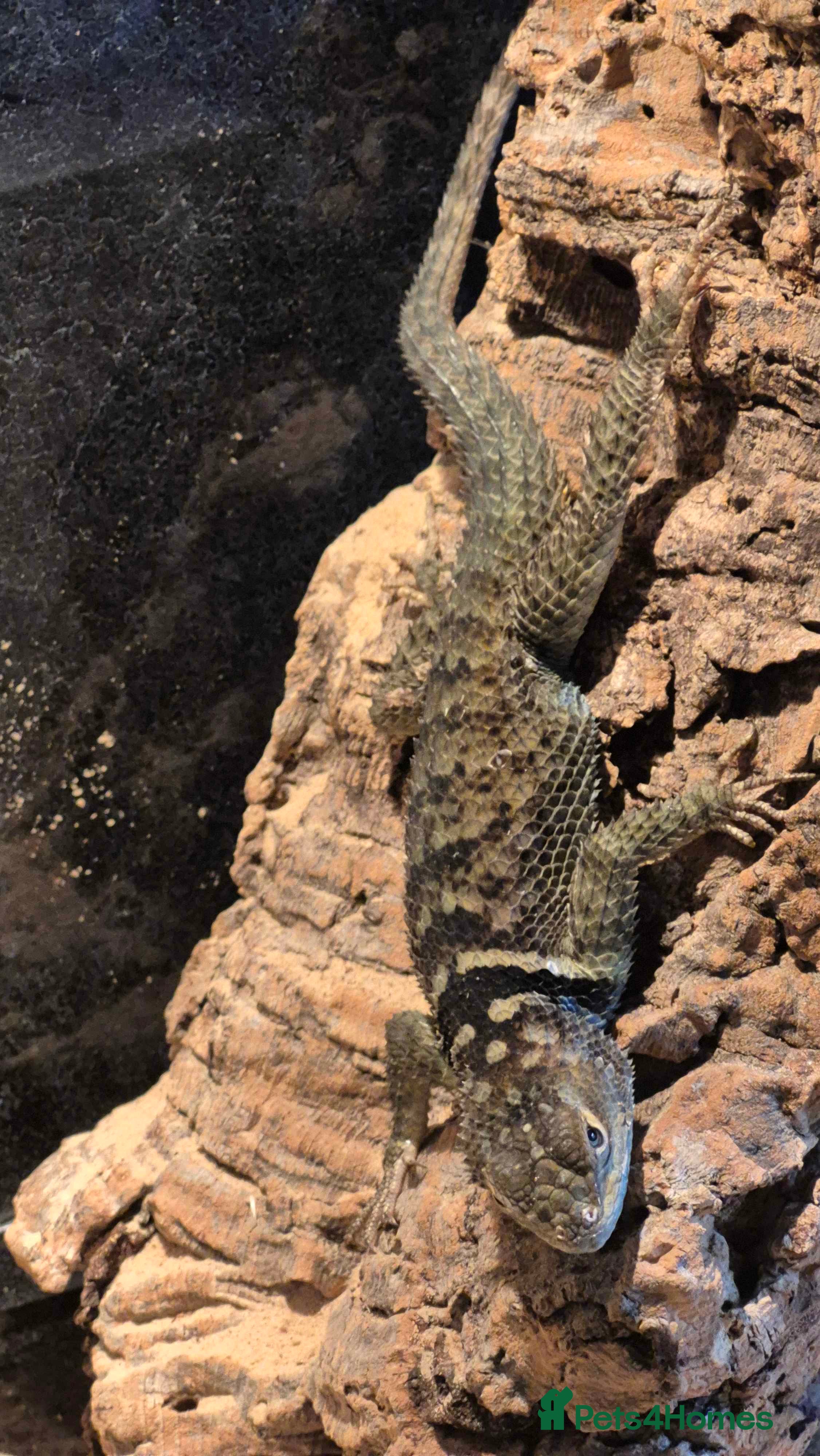 Lizard reptiles Blue Spiny Swift CB24 - Advert 11