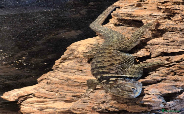Lizard reptiles - Advert 3