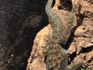 Lizard reptiles - Advert 13
