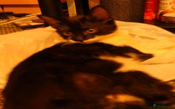 Mixed Breed cats for sale: Two kitten for sale - Image 4