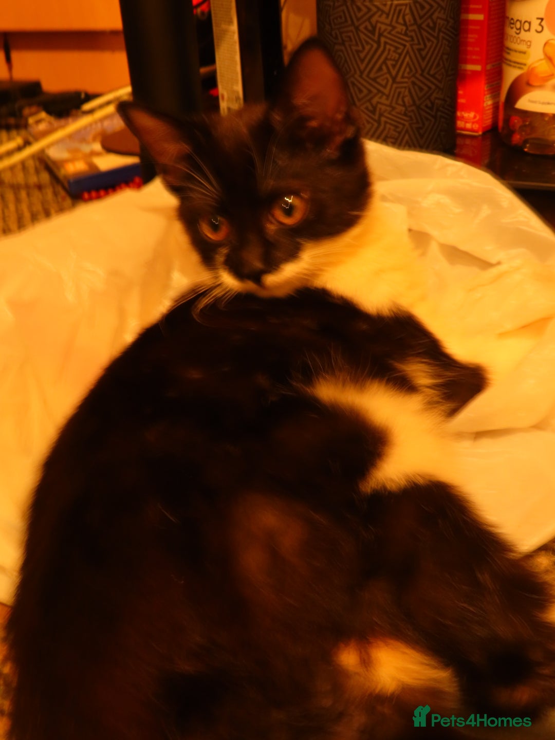 Mixed Breed cats for sale: Two kitten for sale - Image 4