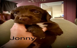 Cocker Spaniel dogs for sale: Beautiful Working Cocker Spaniels! - Advert 2