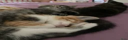 Mixed Breed cats for sale: Female kitten for sale in Norbury area in London - Advert 7