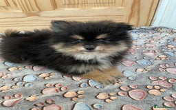 Pomeranian dogs for sale: Pomeranian puppies - Image 2