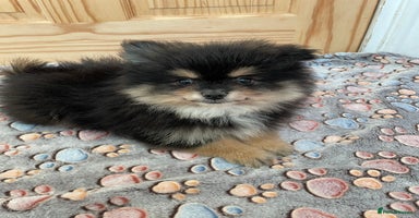 Pomeranian dogs - Advert 12