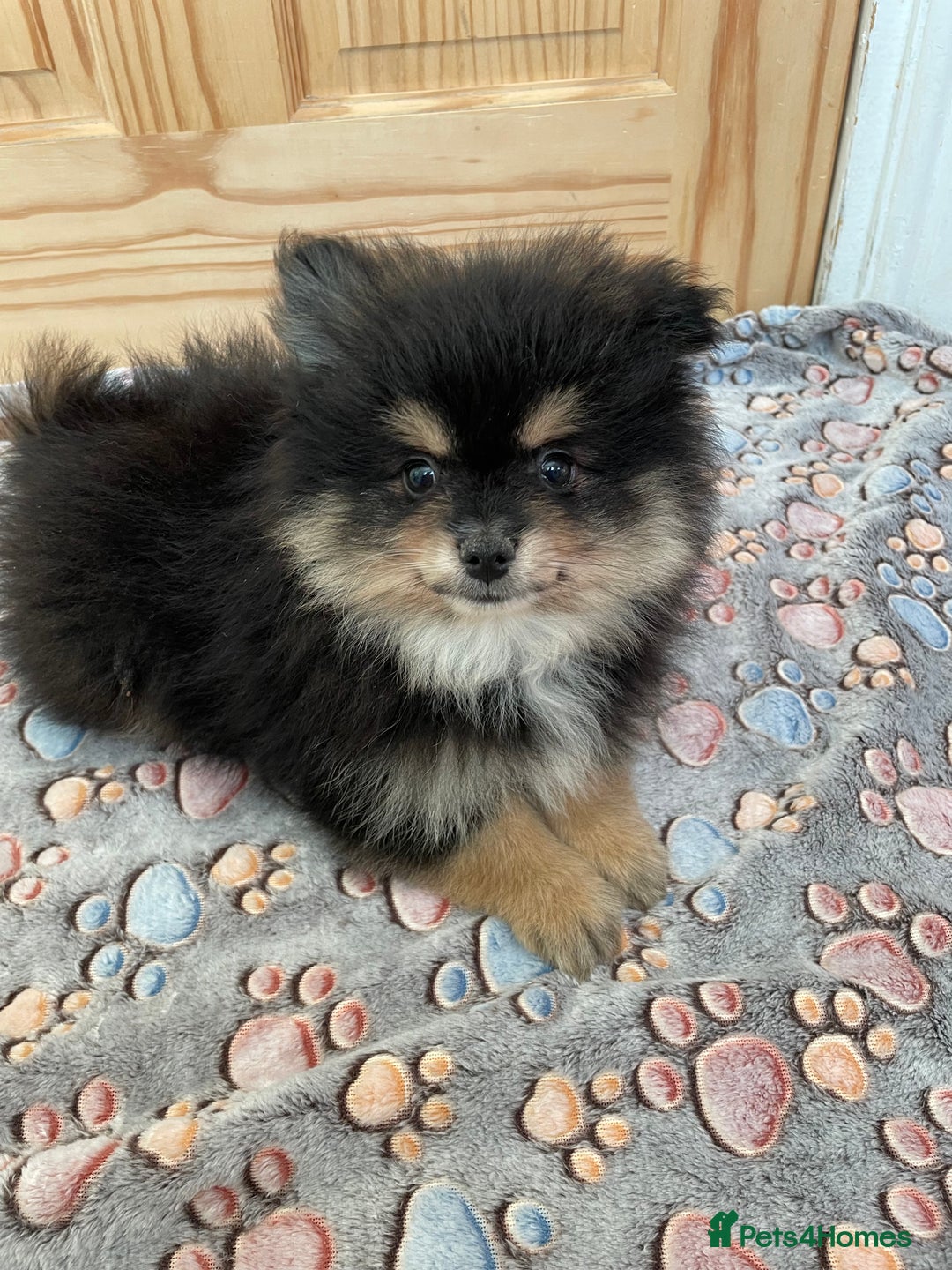 Pomeranian dogs for sale: Pomeranian puppies - Image 2