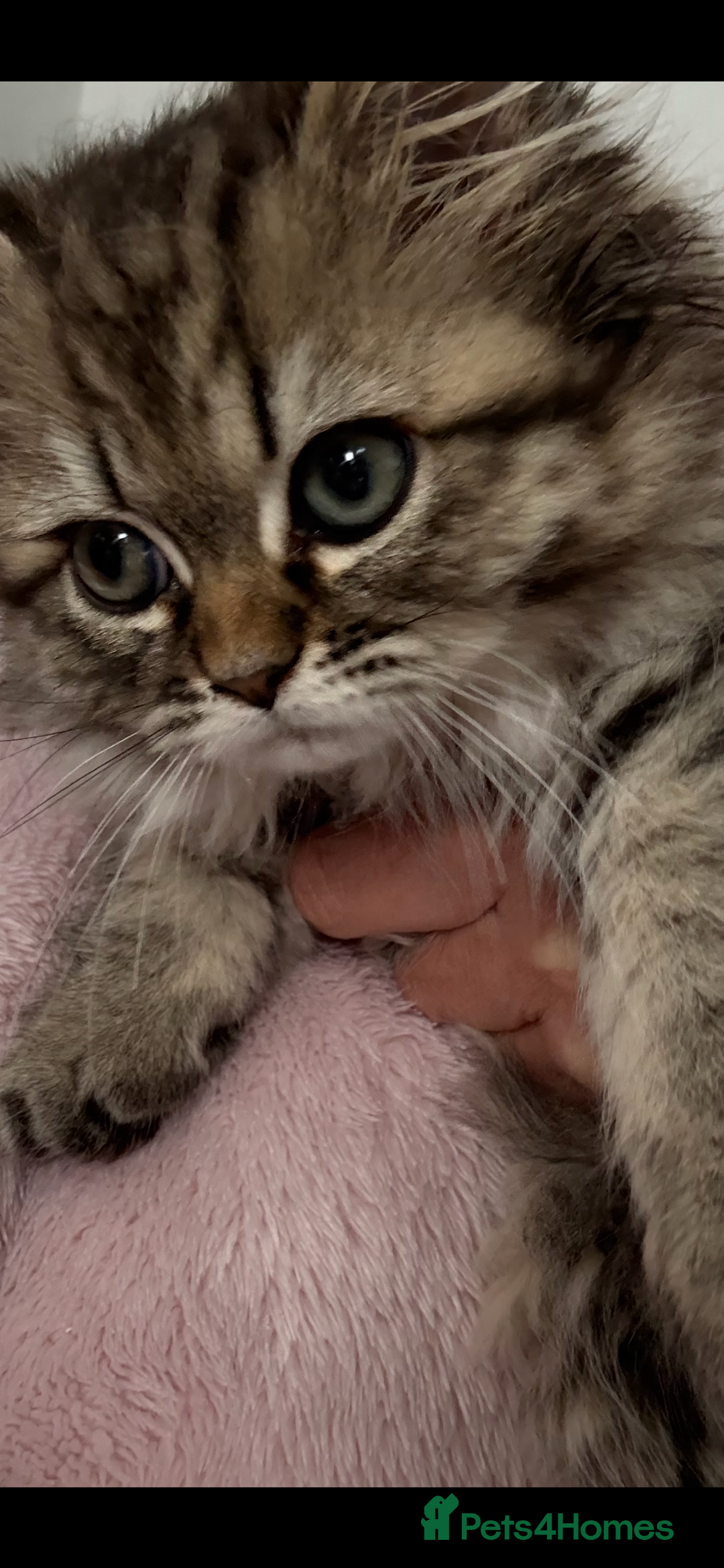 Persian cats for sale: Persian chinchilla x ragdoll ready now  in Accrington - Image 3