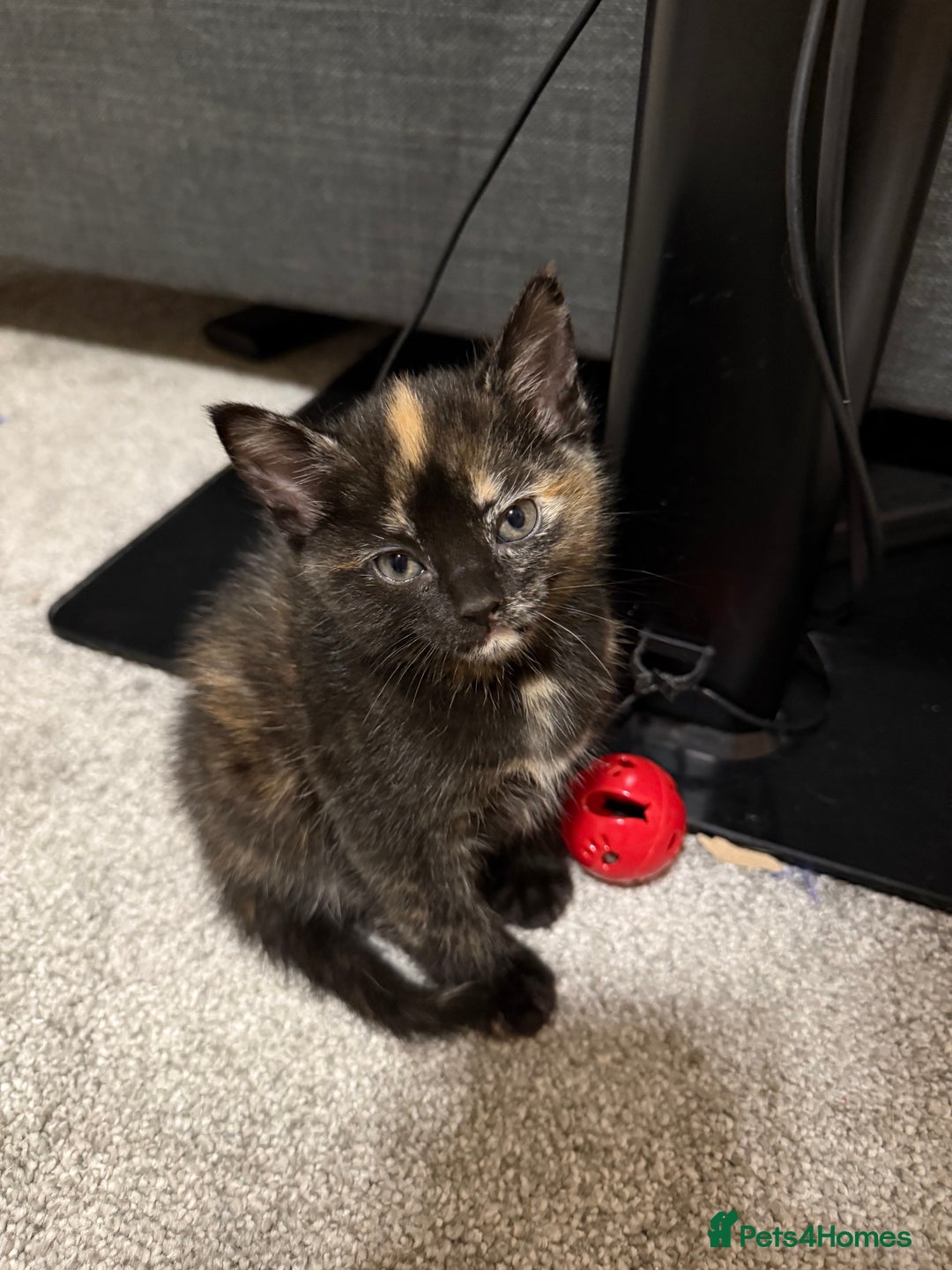 Mixed Breed cats for sale: 4 Gorgeous babies looking for their forever homes  - Advert 5