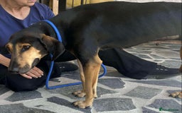 Mixed Breed dogs for adoption: Cinnamon needs a loving home  - Image 8