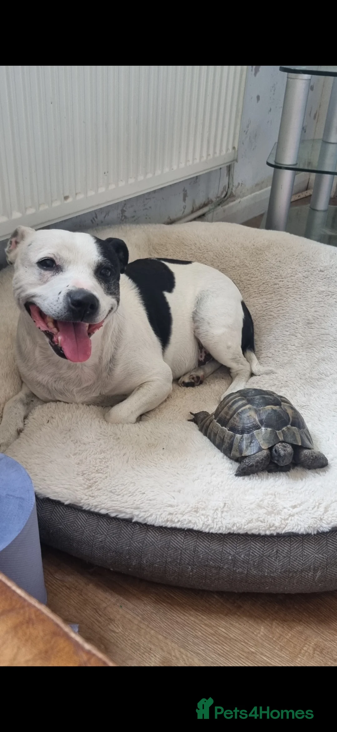 Hermann Tortoise reptiles for sale: Donnashella tortoise for good home in Watford - Advert 3