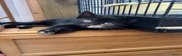Mixed Breed cats for sale: 3 little baby kittens for sale  - Advert 8
