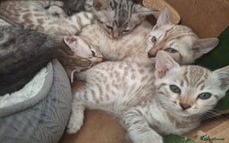 Bengal cats for sale: Beautiful bengal kittens  - Image 4