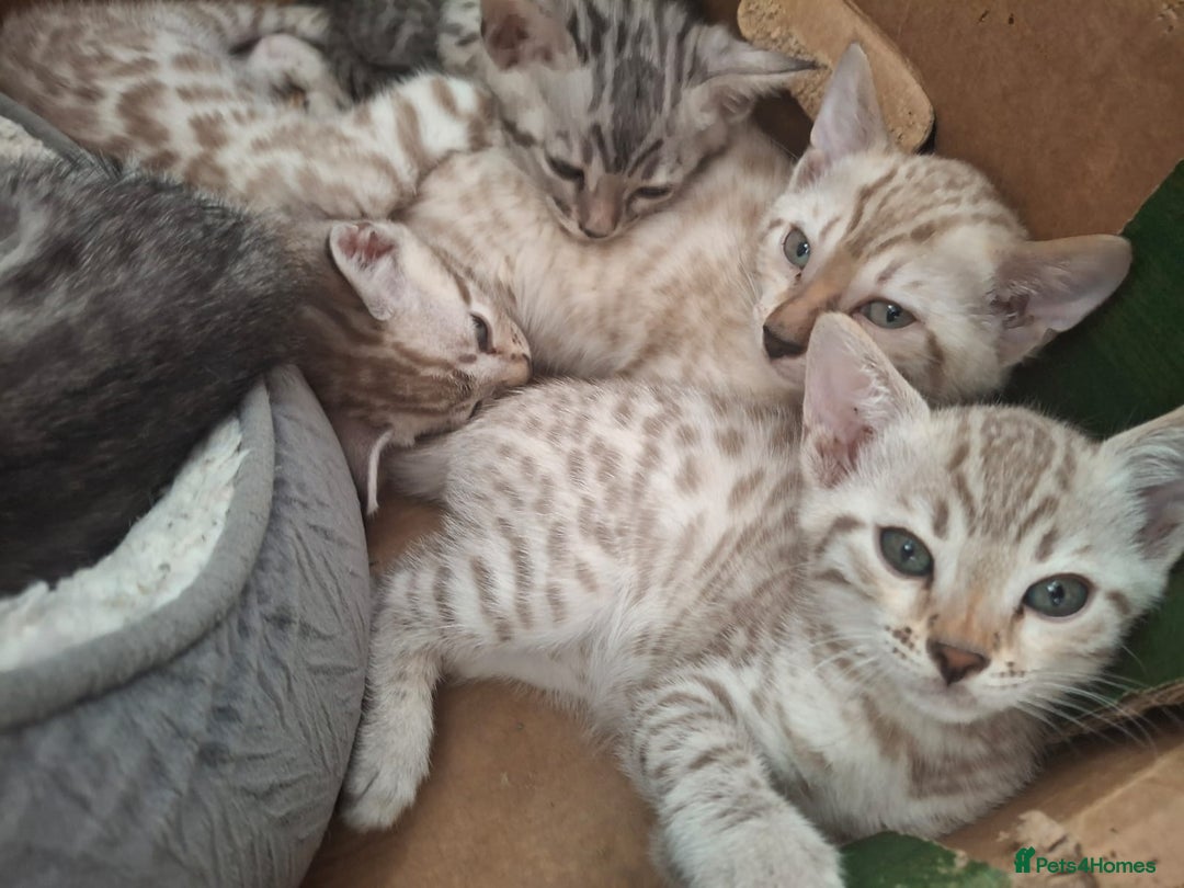 Bengal cats for sale: Beautiful bengal kittens  - Image 4