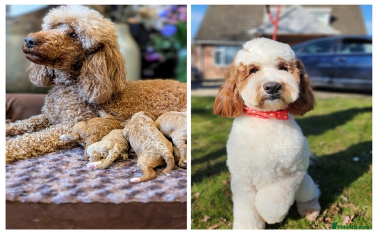 Australian Labradoodle dogs - Advert 2