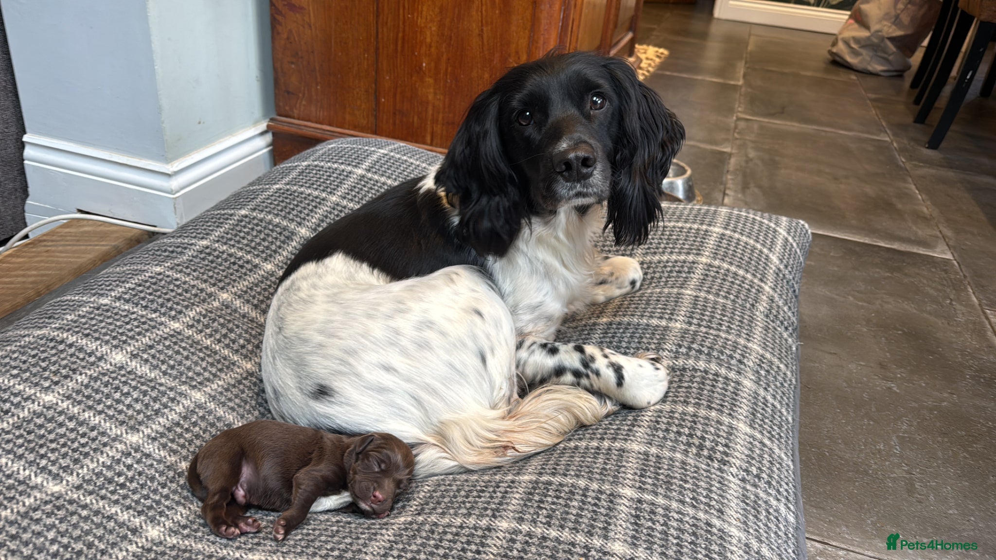 Mixed Breed dogs Gorgeous Springerdale  - Advert 3