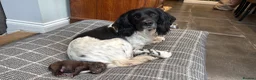 Mixed Breed dogs for sale: Gorgeous Springerdale  in Marlborough - Advert 1