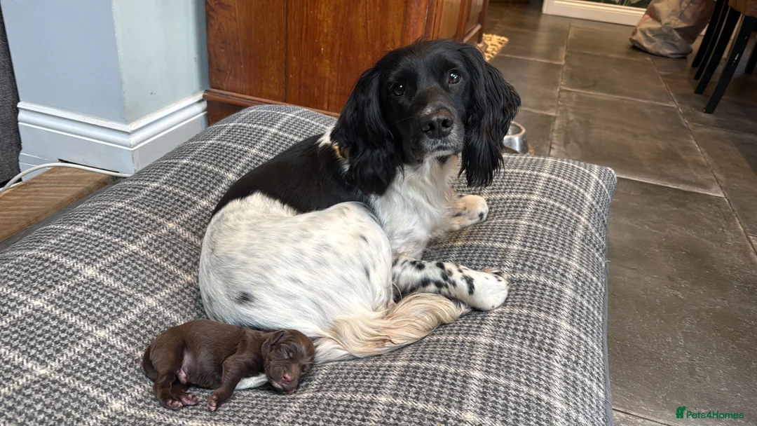 Mixed Breed dogs for sale: Gorgeous Springerdale  in Marlborough - Advert 1