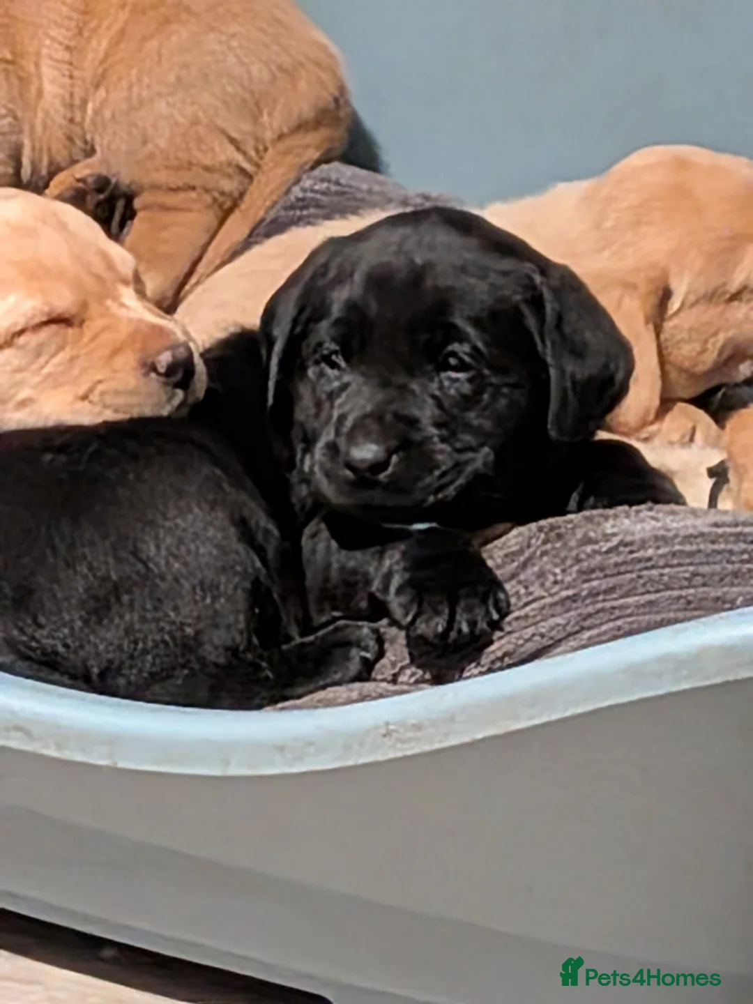 Labrador Retriever dogs for sale: KC registered Fox Red boy & black girl  - Advert 8
