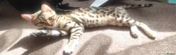 Bengal cats for sale: Stunning Bengal kittens for sale in Rugby - Advert 11