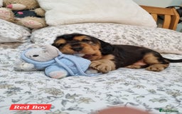 Cocker Spaniel dogs for sale: 🐾 Beautiful Show Cocker Spaniel Puppys - Image 23