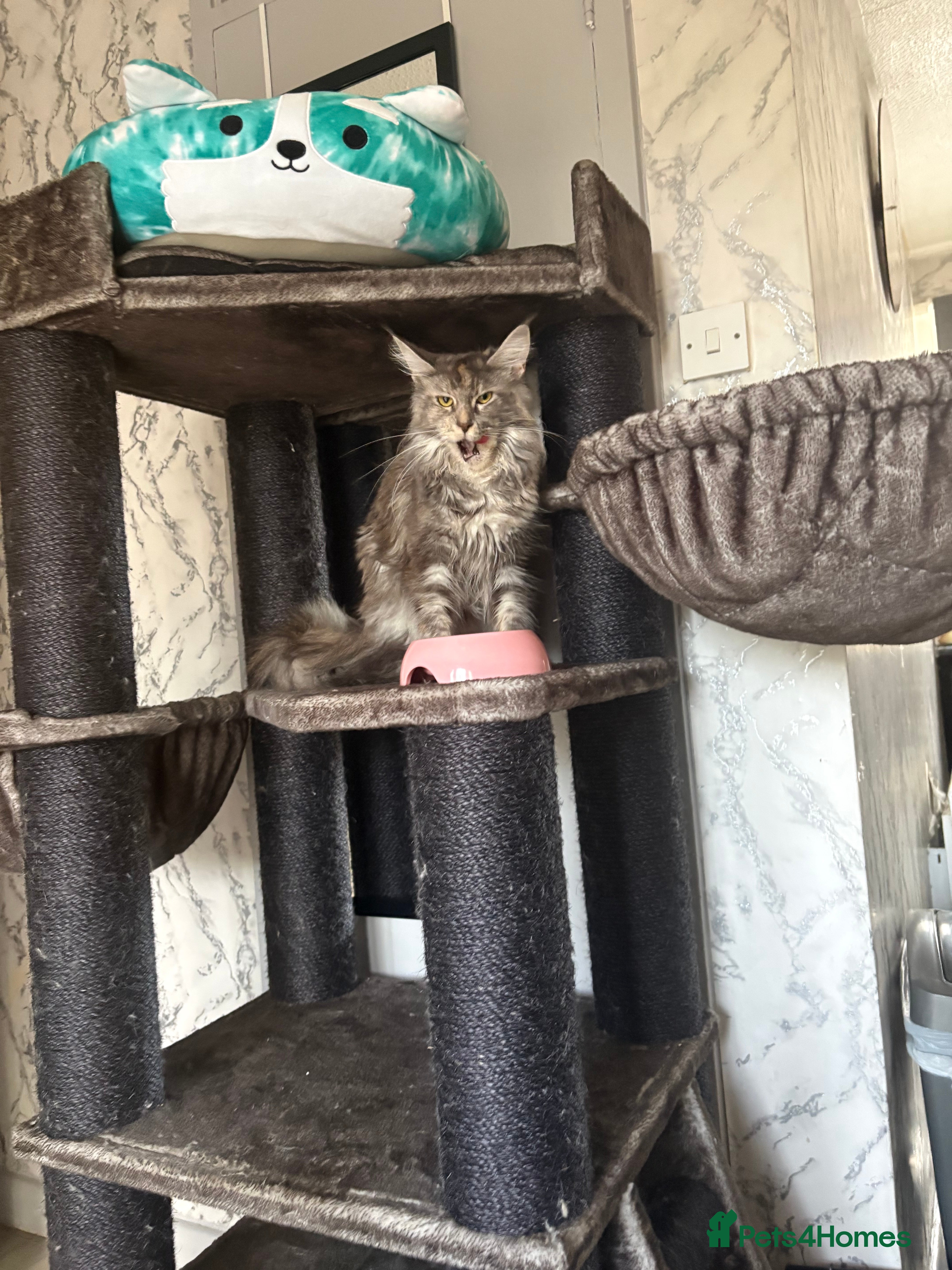 Maine Coon cats Female Maine coon for sale  - Advert 2