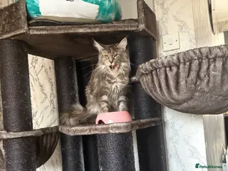 Maine Coon cats Female Maine coon for sale - Advert 1