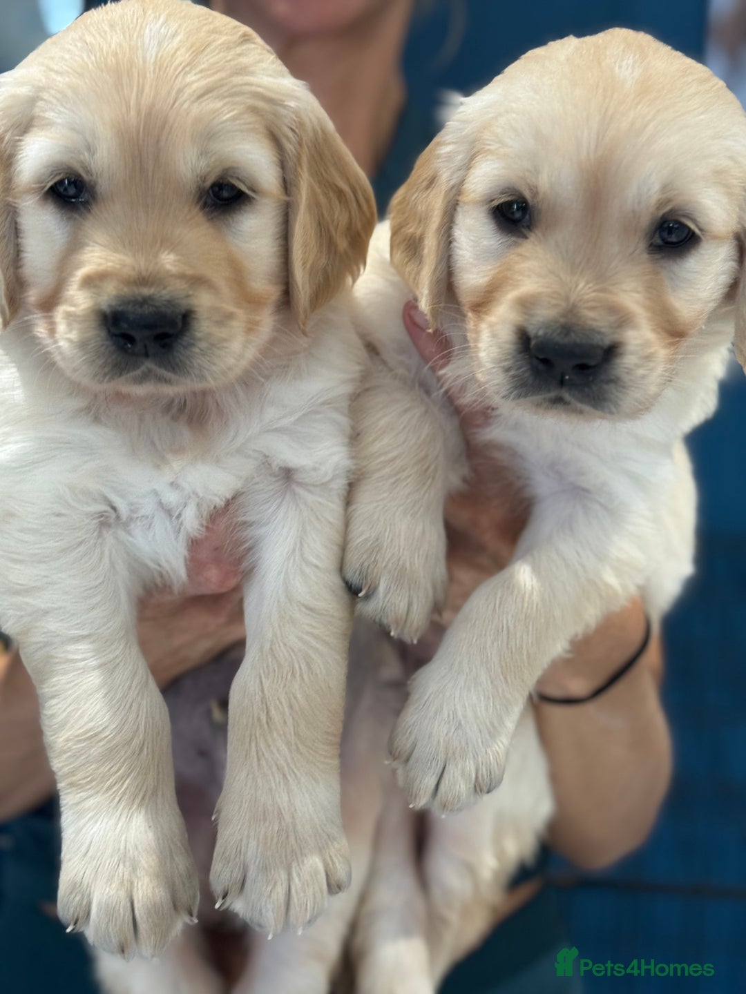 Golden Retriever dogs for sale: 9 gorgeous golden retriever pups  - Image 14