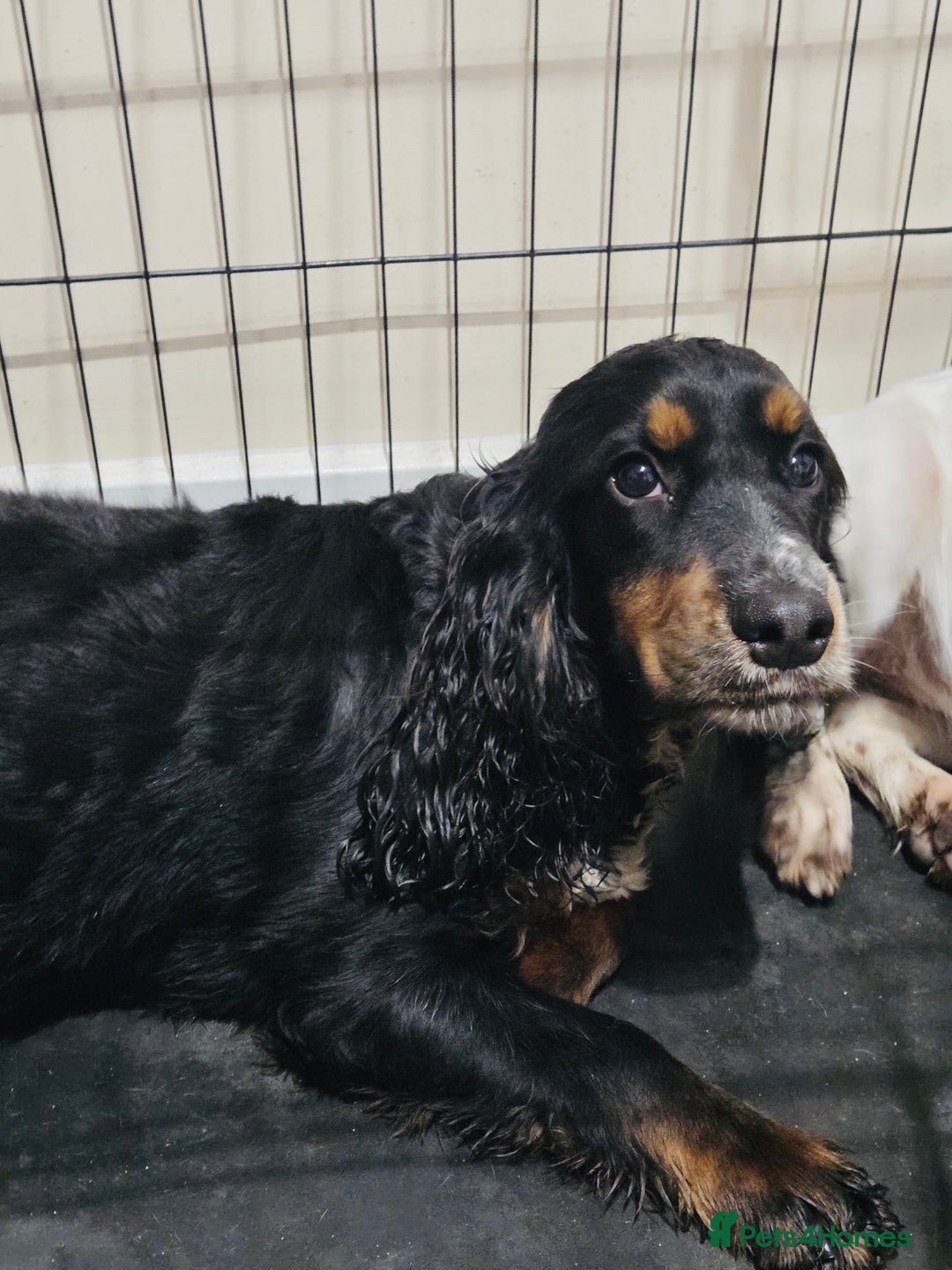 Sprocker dogs for sale: Sprocker spaniels for sale  - Advert 5