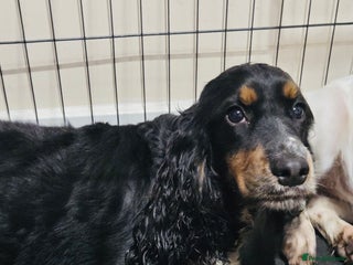 Sprocker dogs Sprocker spaniels for sale - Advert 8