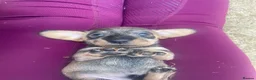 Dachshund dogs for sale: 3 beautiful boy wired haired sausages  - Advert 30