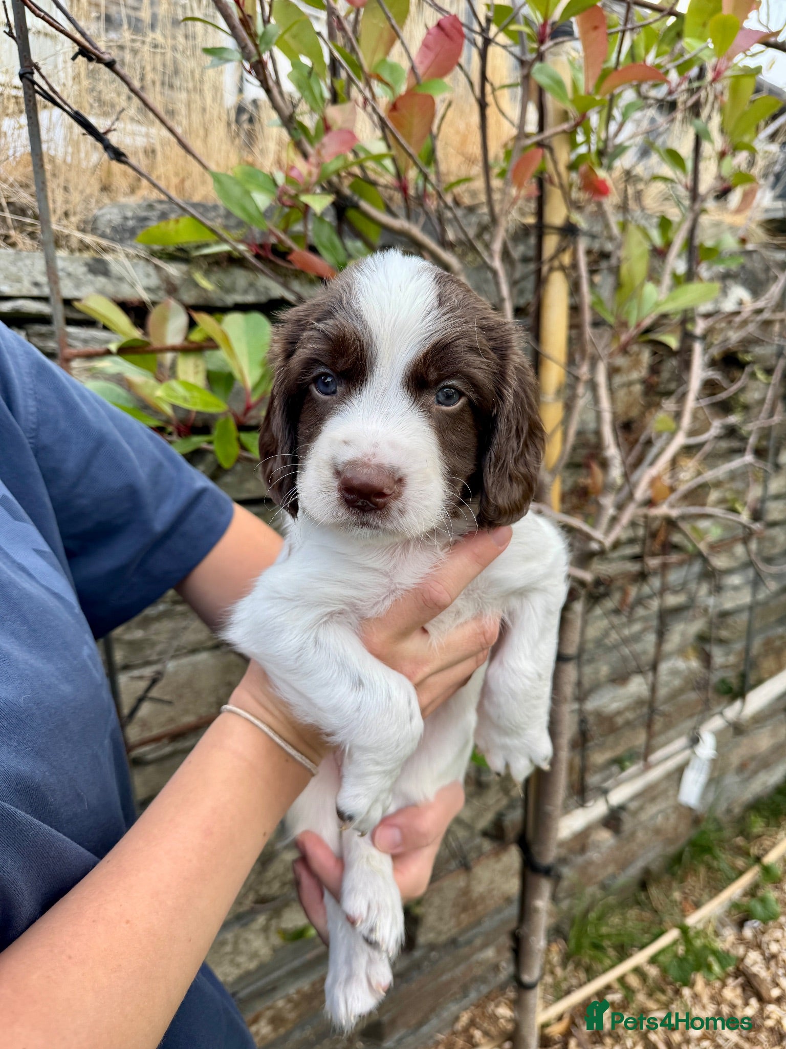 English Springer Spaniel dogs Liver & White English Springer Spaniel Puppies - Advert 2