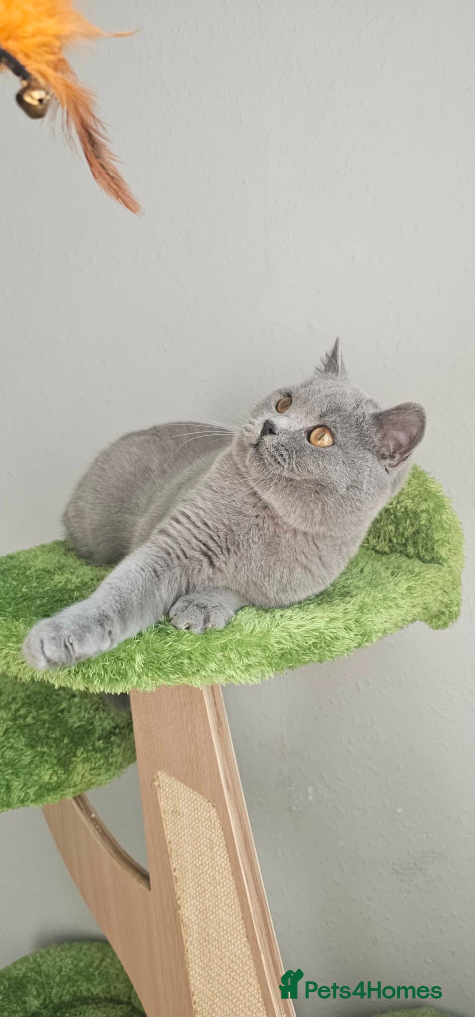 British Shorthair cats British Shorthair male GCCF - Advert 4