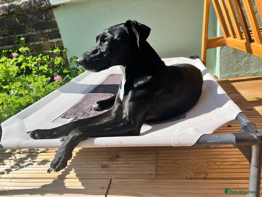 Patterjack dogs for sale: Morris *single pet home only* - Image 1